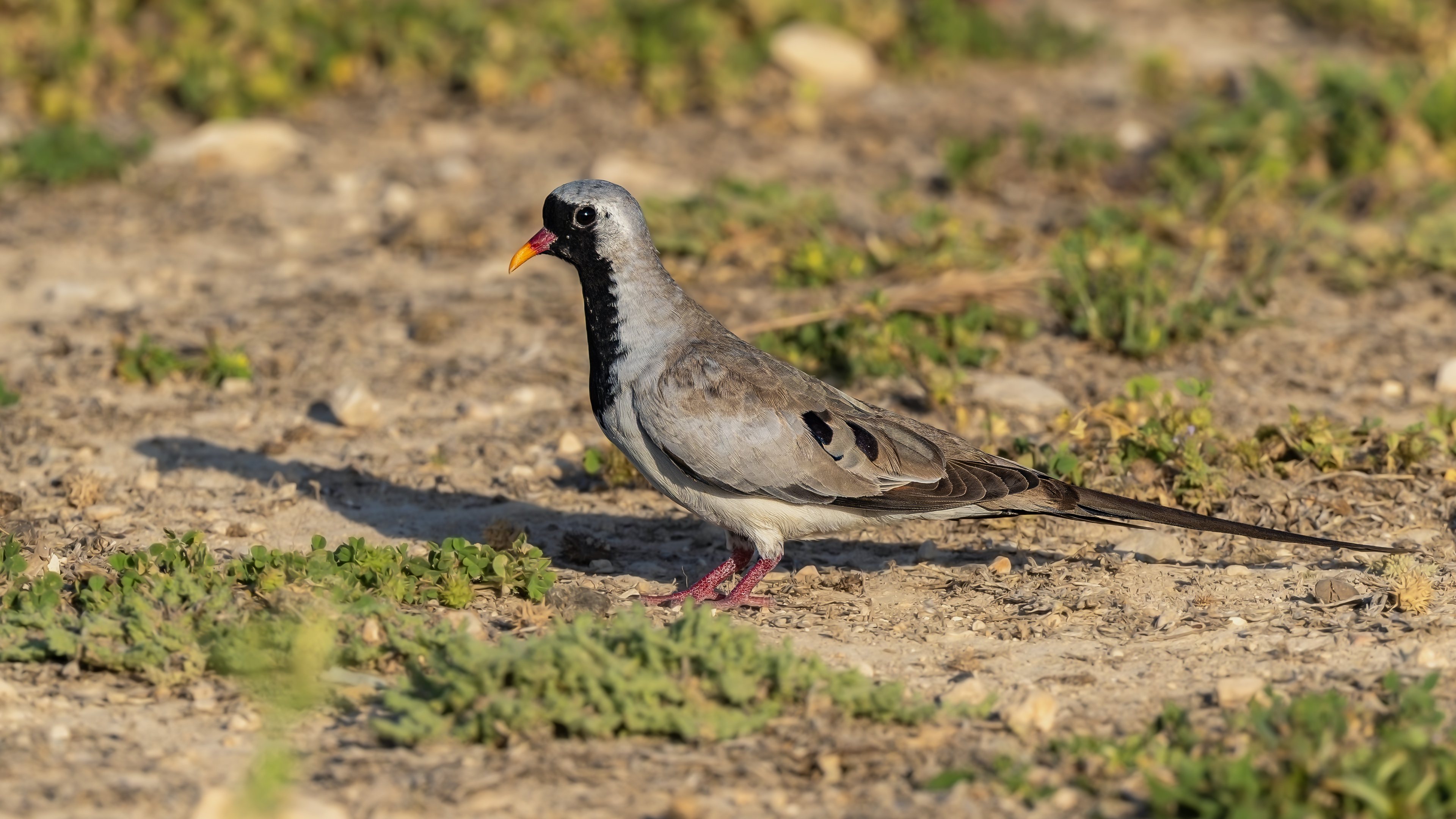 Namaqua Dove